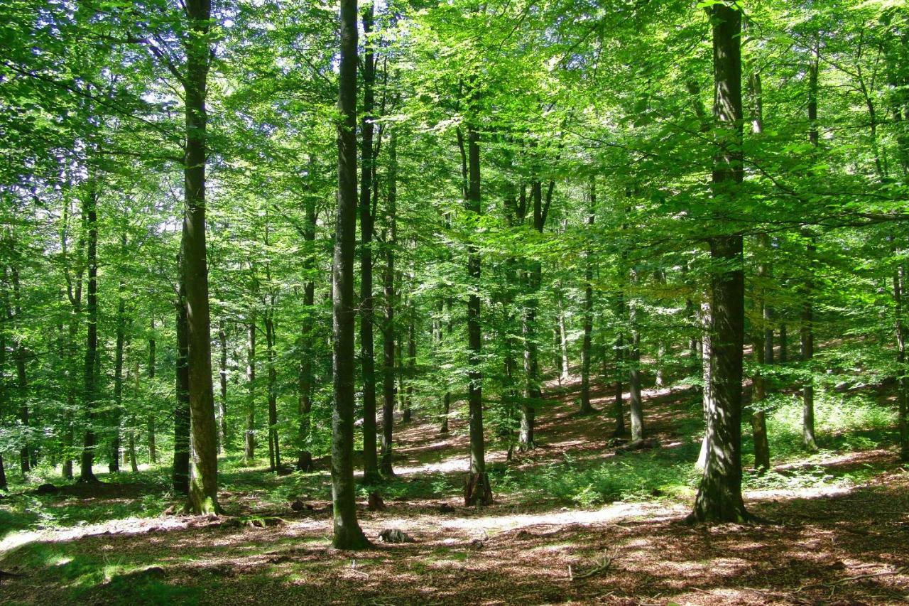 Gites La Tabatiere Laforêt Eksteriør billede
